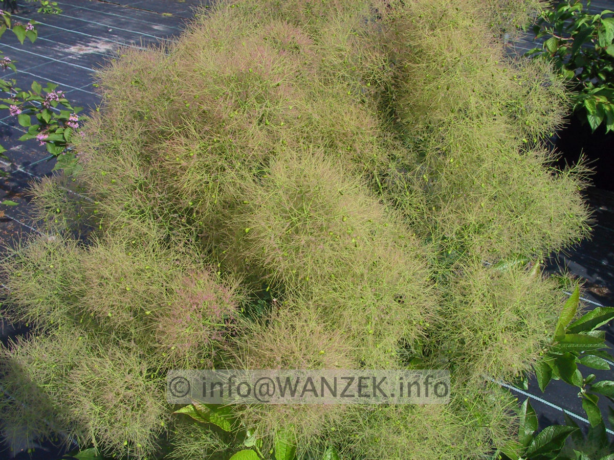 Cotinus coggygria Young Lady - Blueten3.JPG